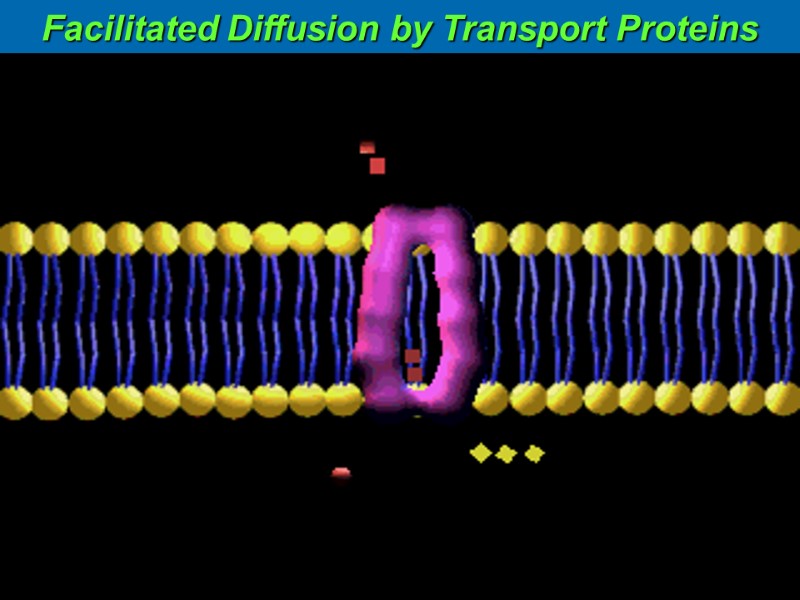 Facilitated Diffusion by Transport Proteins
